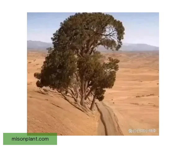霍姆格伦道心破碎灵魂尽失